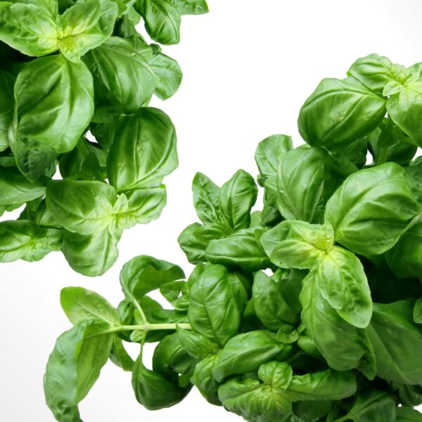 African Herbs